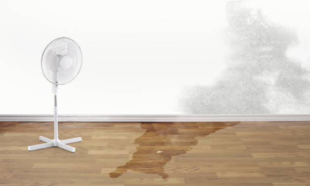Best Flood damage cleanup  in South Valley, NM